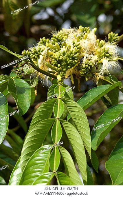 Guaba (Inga edulis, Fabaceae) tree in flower. Inga edulis is widely cultivated in Amazonia for its edible fruits. MancoCapac