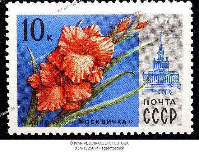 Cornflag Gladiolus 'Moscowite', postage stamp, USSR, 1978