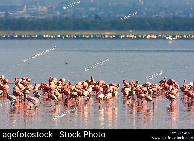 Flamingos from Nakuru lake. Kenya, Africa