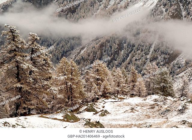 Europe - Italy - Alps - Aosta - National Park Gran Paradiso in winter- Larch trees
