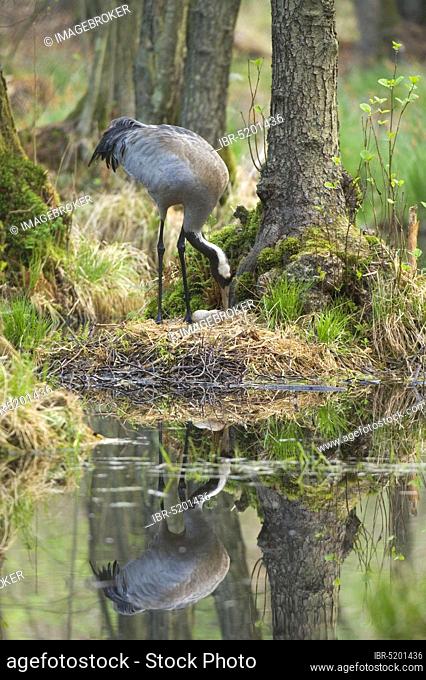 Common crane (Grus grus) at the nest, crane, turning eggs, Mecklenburg-Western Pomerania, Germany, Europe
