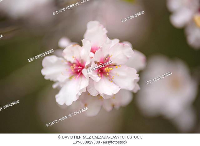 Close up almond tree flower. Shallow deep of field, selective focus