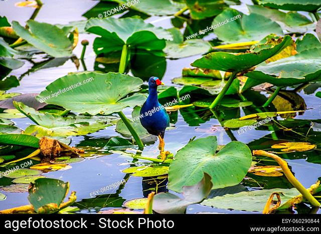 A large yellow feet bird running across the water lily pads looking for insects
