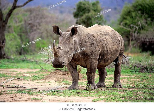 White Rhinoceros, Square-Lipped Rhinoceros, (Ceratotherium simum), adult feeding, Hluhluwe Umfolozi Nationalpark, Hluhluwe iMfolozi Nationalpark, KwaZulu Natal