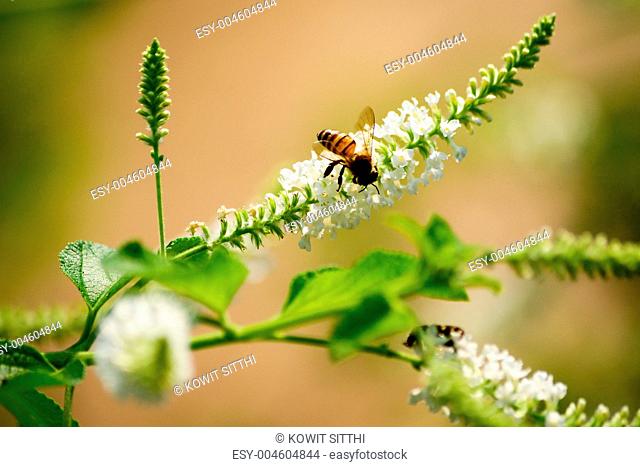 white flower and bee