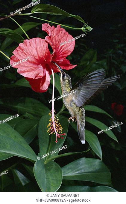 RUFOUS-BREASTED HERMIT HUMMINGBIRD Glaucis hirsuta in flight, sipping Hibiscus nectar French Guiana