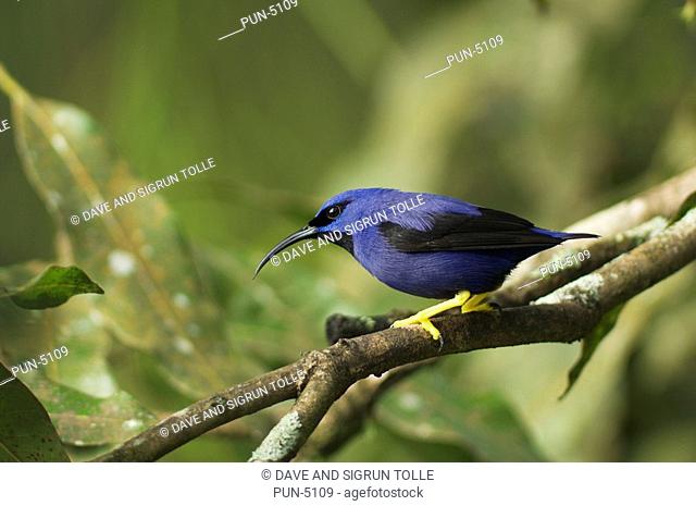 Purple honeycreeper Cyanerpes caeruleus male perched on a branch
