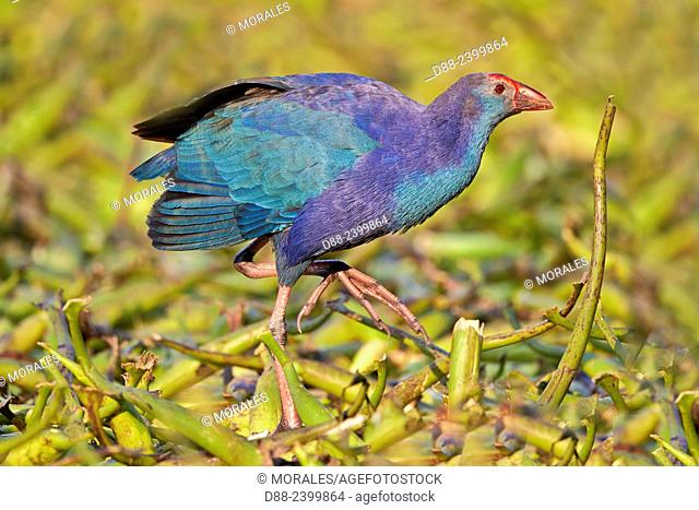 Asia, India, Rajasthan, Bharatpur, Purple swamphen (Porphyrio porphyrio poliocephalus),