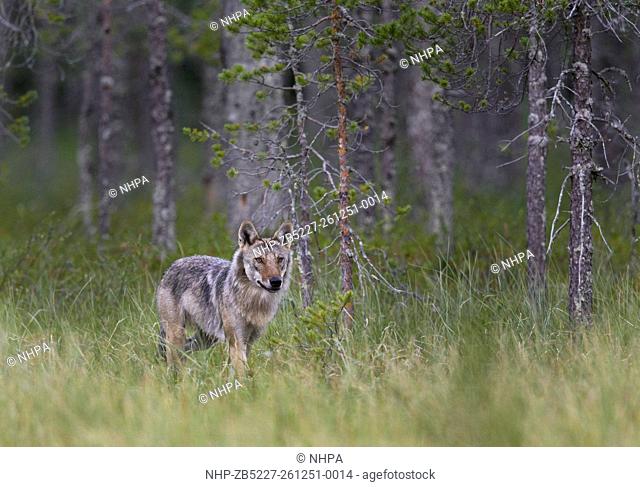 Grey Wolf (Canis lupus) posing out of boreal forest. Kuhmo. Finland. July 2014
