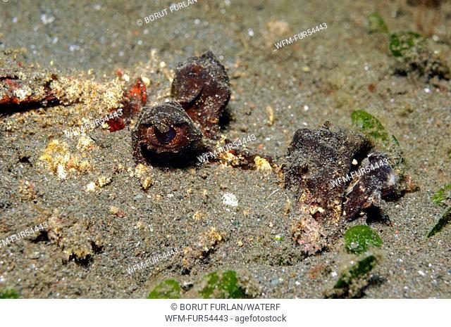 Spiny Devilfish hiding under Sand, Inimicus didactylus, Lembeh Strait, Sulawesi, Indonesia