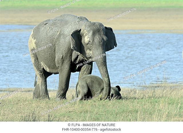 Asian Elephant (Elephas maximus indicus) adult female and calf, with adult female attempting to lift grounded calf using trunk