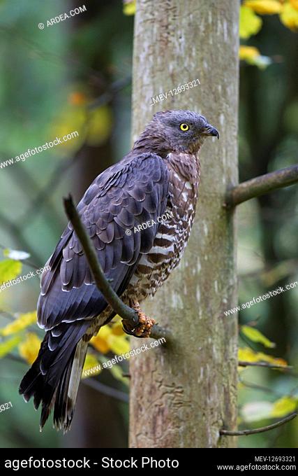 Western Honey Buzzard - male perched on a branch - Germany