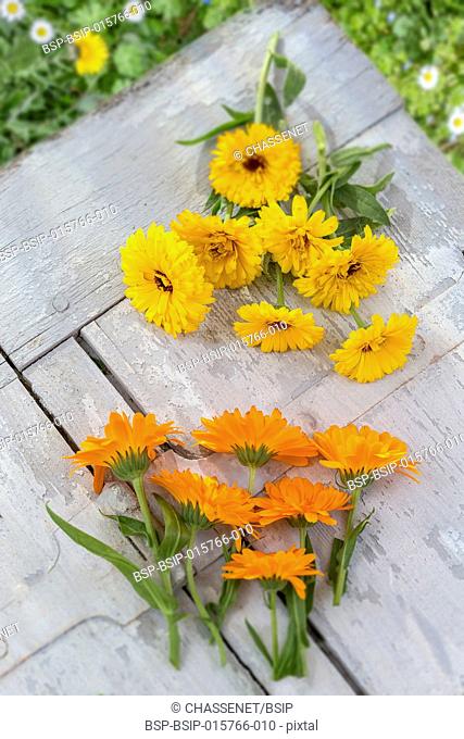 Calendula. Marigold flower with leaf white wooden table