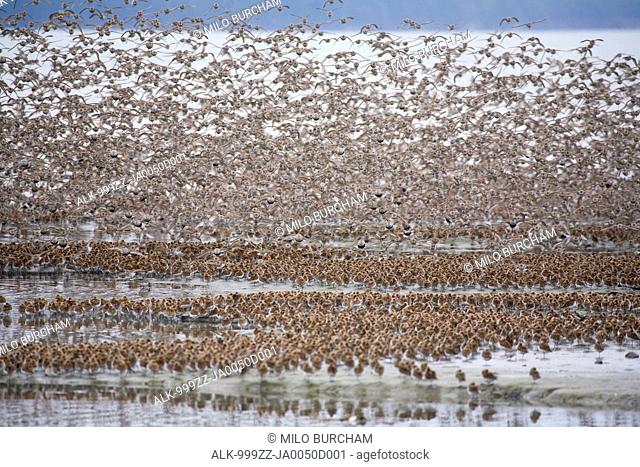 Large flock of Western Sandpipers and Dunlins taking flight on mud flats of Hartney Bay during Spring migration, Copper River Delta, Southcentral Alaska