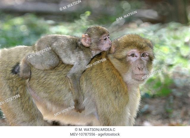 Barbary macaque / ape or rock ape - female carrying young (Macaca sylvanus)