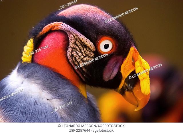 Close up side view of the head of a king vulture