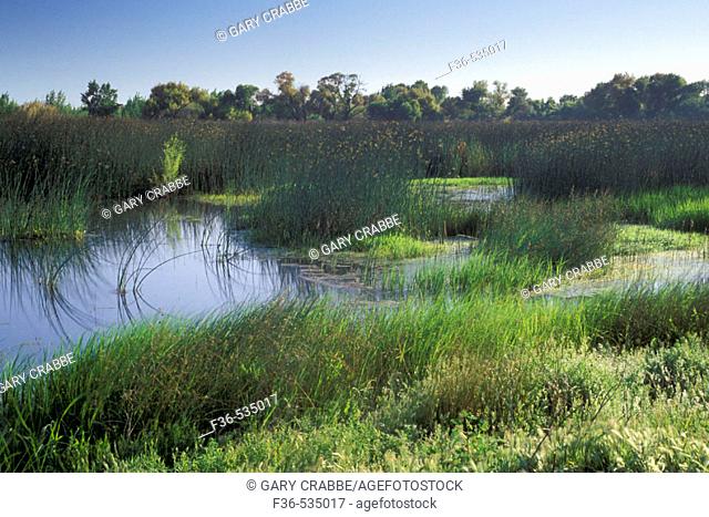 Reeds and pond water at Los Banos State Wildlife Area, Central Valley, Merced County, California