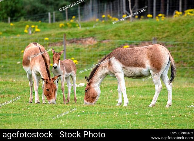Przewalski Horses (Equus ferus przewalskii) with their foal
