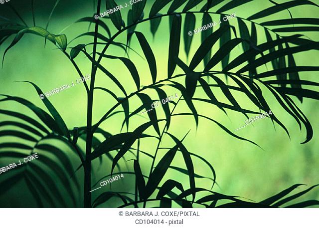 Parlor Palm or Neanthe Belle Palm (Chamaedorea elegans)