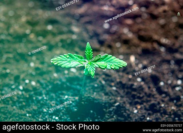 A small plant of cannabis seedlings. The stage of vegetation hemp. Seedling in the ground in the sun, cultivation in an indoor marijuana Macro