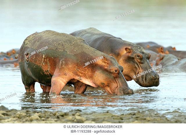 Hippopotamus (Hippopotamus amphibius) at Lake Tagalala, Selous Game Reserve, Tanzania, Africa
