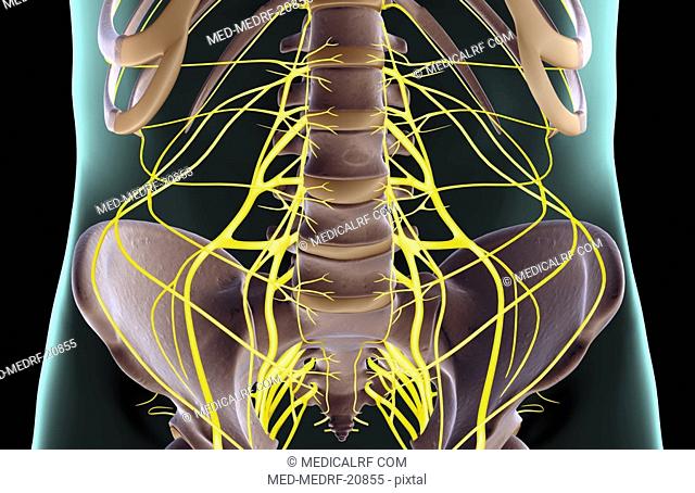 The nerves of the pelvis