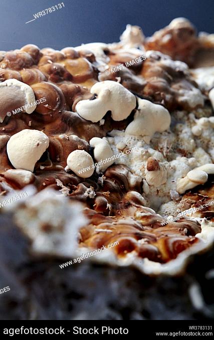 Close up of farmed, edible Reishi mushroom, Ganoderma lingzhi