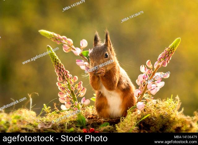 red squirrel standing between 3 lupine flowers in sunlight