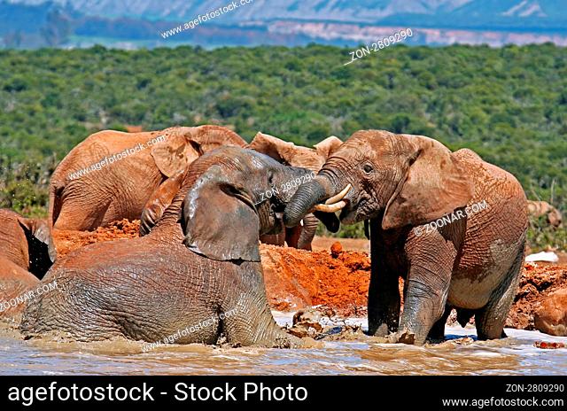 Badende Elefanten, Südafrika; bathing elephants, South Africa