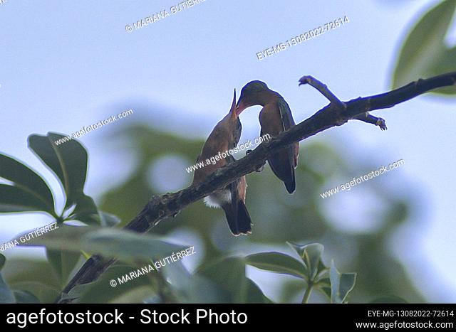 August 13, 2022, Merida, Mexico: Cinnamon Hummingbird (Amazilia rutila) feeding her young. on August 13, 2022 in Merida, Mexico