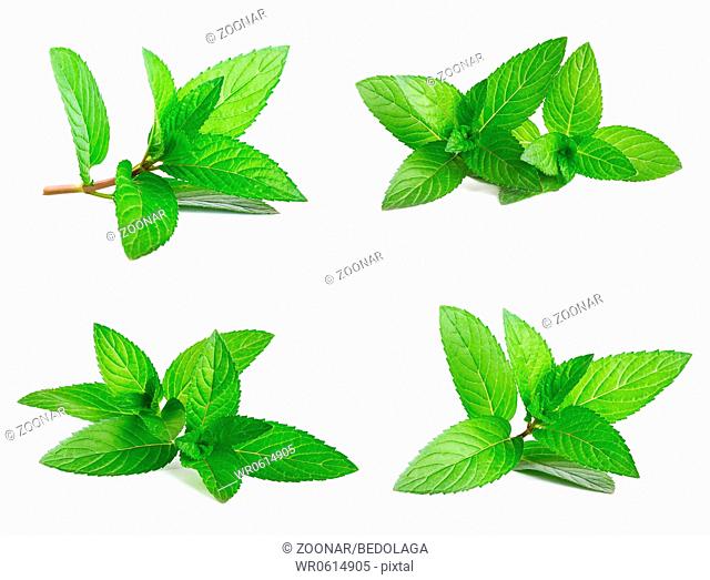 Fresh green mint isolated on white