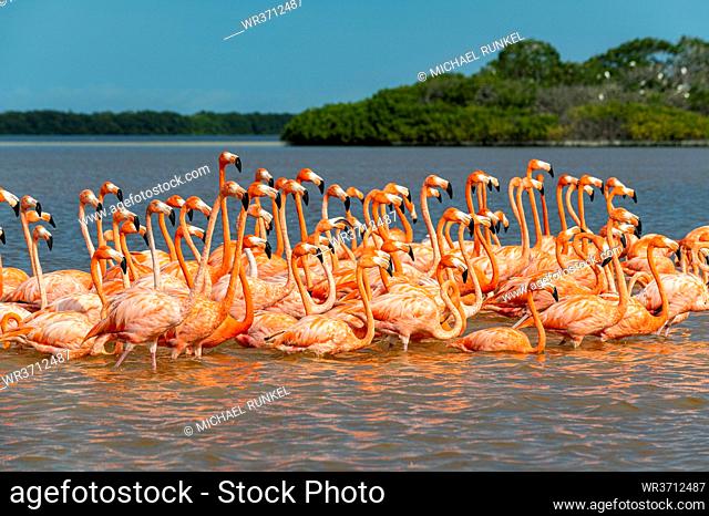 American flamingo (Phoenicopterus ruber), Rio Celestun UNESCO Biosphere Reserve, Yucatan, Mexico, North America