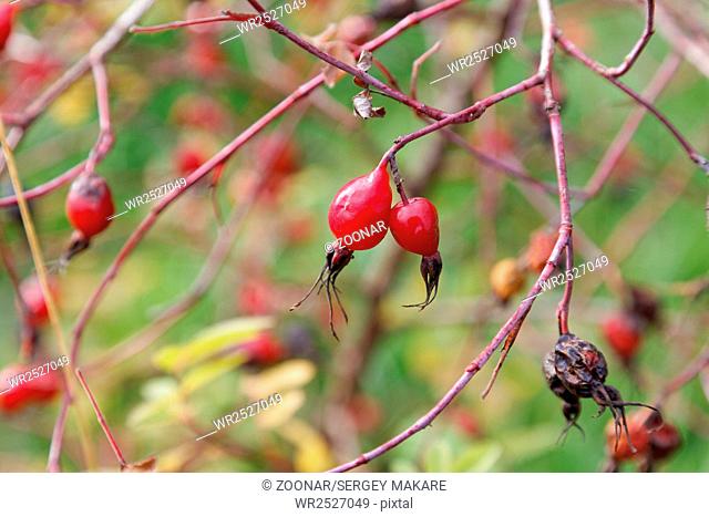 red berries of wild rose on a bush