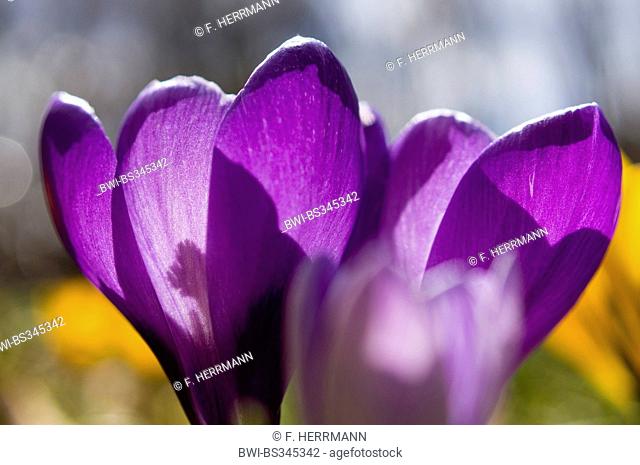 Dutch crocus, spring crocus (Crocus vernus, Crocus neapolitanus), flowers in backlight, Germany