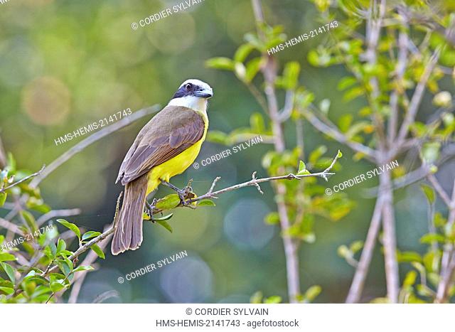 Brazil, Mato Grosso, Pantanal region, Great kiskadee (Pitangus sulphuratus), adult, perched