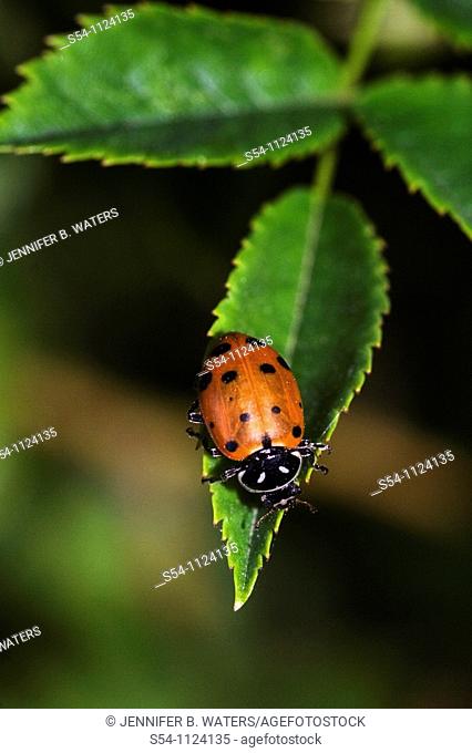 A ladybug on a leaf, the Hippodamia convergens, or convergent lady beetle