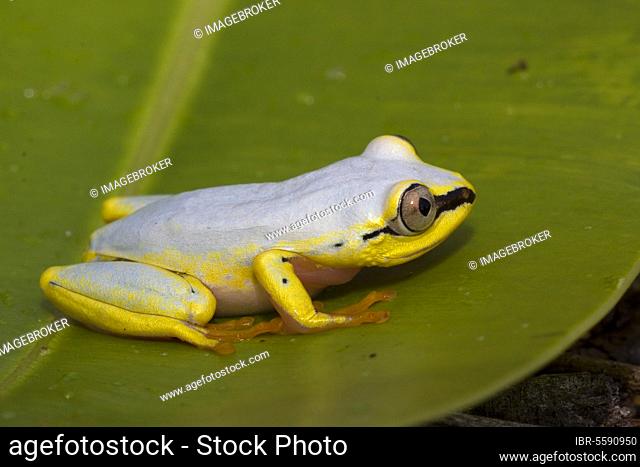 (Heterixalus madagascariensis), This treefrog changes colour from blueish during the day to yellowish brown at night