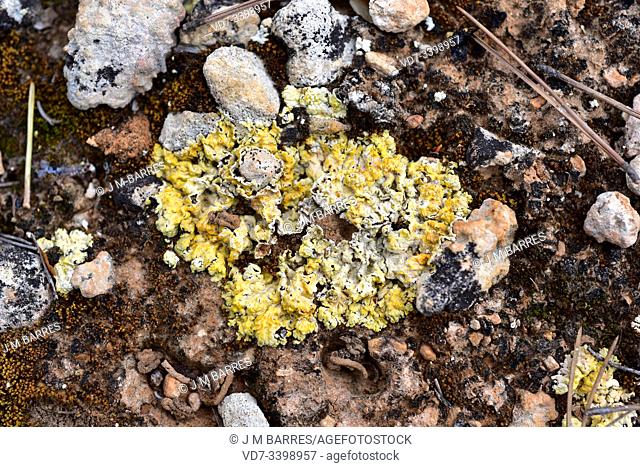 Scrambled-egg lichen (Fulgensia fulgens) is a squamulose lichen that grows on soil. This photo was taken in L'Ametlla de Mar, Tarragona province, Catalonia