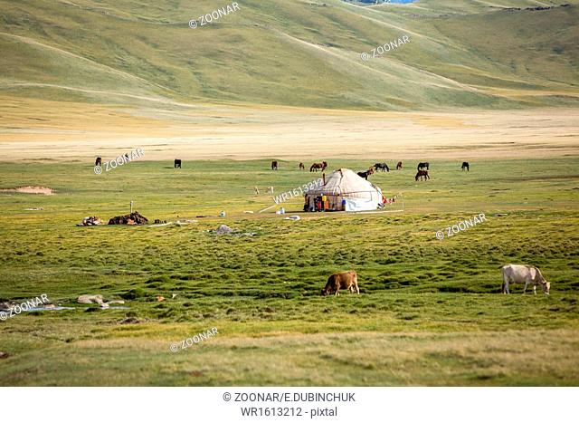 Farm animals pasturing near yurt