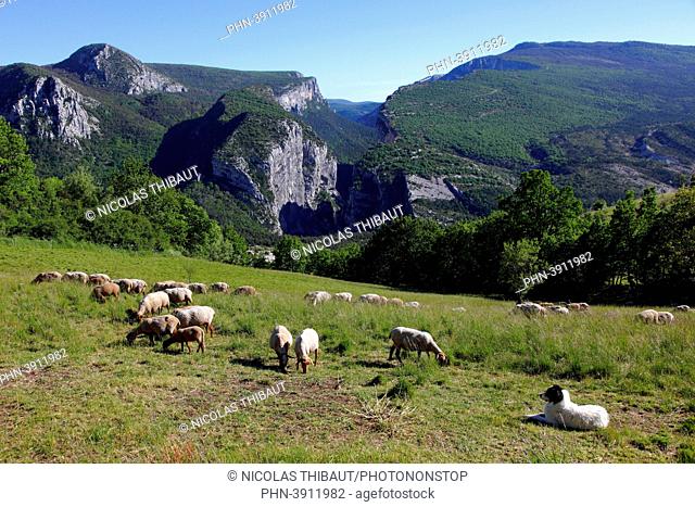 France, Provence Alpes Cote d'Azur, Alpes de Haute Provence (04), La Palud sur Verdon, Verdon canyon