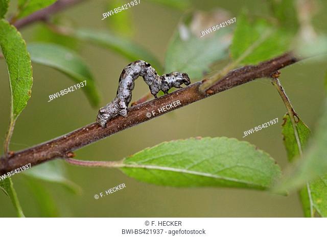 Larch looper, Blueberry lopper, Fir looper, Plum looper (Ectropis crepuscularia, Ectropis bistortata, Boarmia bistortata), caterpillar on a twig, Germany