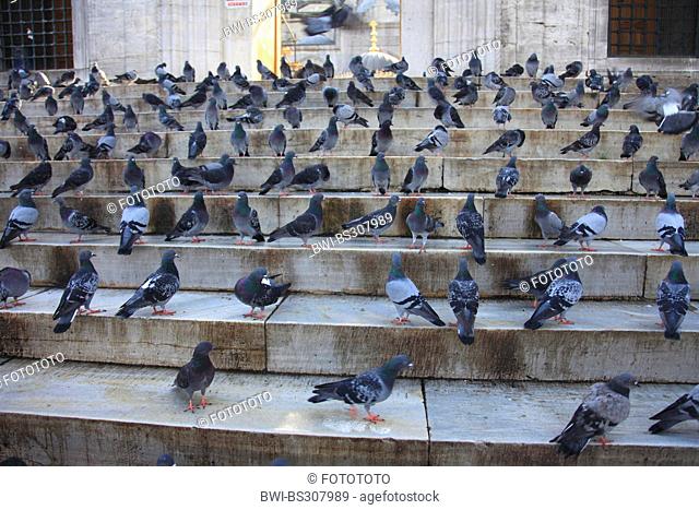 domestic pigeon (Columba livia f. domestica), on a stone stairway, looking for grain feed being thrown by passers-by, Turkey, Istanbul