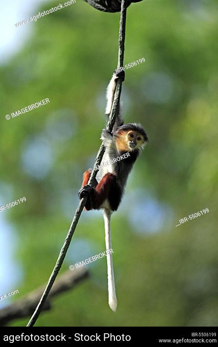 Young Red-shanked Douc (Pygathrix nemaeus) Langur