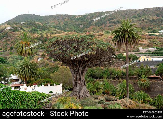 Famous Drago Tree (El Drago Milenario) - Icod de los Vinos, Tenerife, Canary Islands, Spain