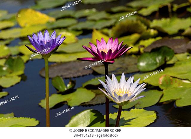 Lotus flowers (Nelumbo) in various colours, Thailand