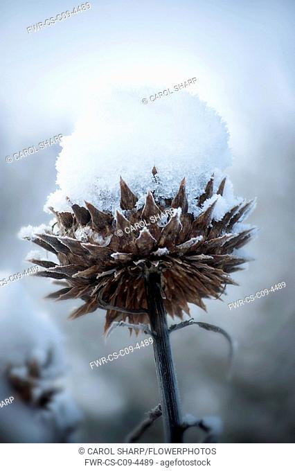 Cardoon, Cynara cardunculus, close view of snow capped seedhead