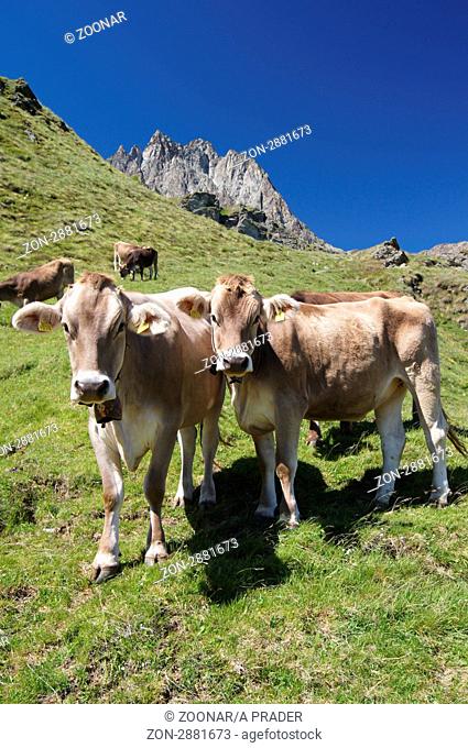 Kühe auf der Alp im Oberengadin