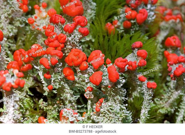 Red Pixie Cup Cladonia coccifera, Cladonia cornucopioides, with red fruiting bodies, Germany