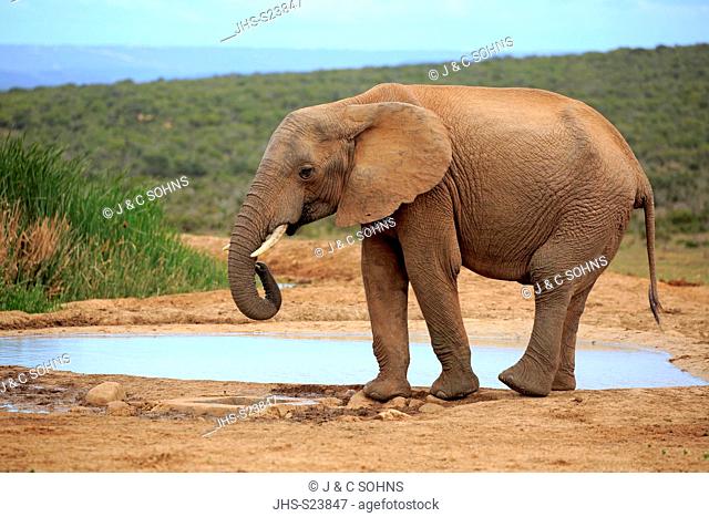 African Elephant, (Loxodonta africana), adult at waterhole drinking, Addo Elephant Nationalpark, Eastern Cape, South Africa, Africa