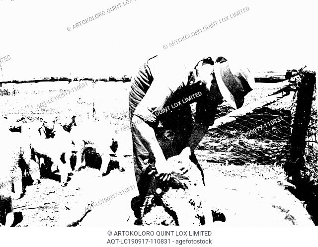 Negative - Geelong District, Victoria, circa 1910, A man crutching lambs